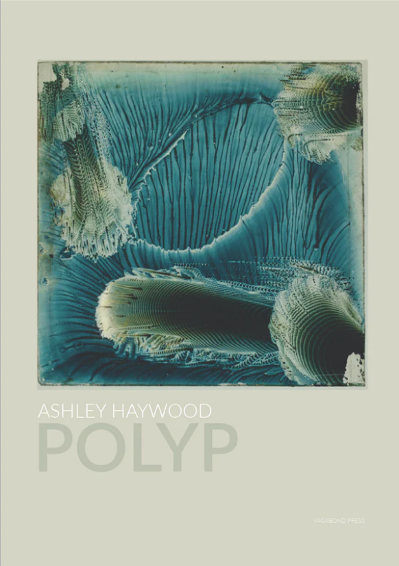 The front cover of 'Polyp' by Ashley Haywood.