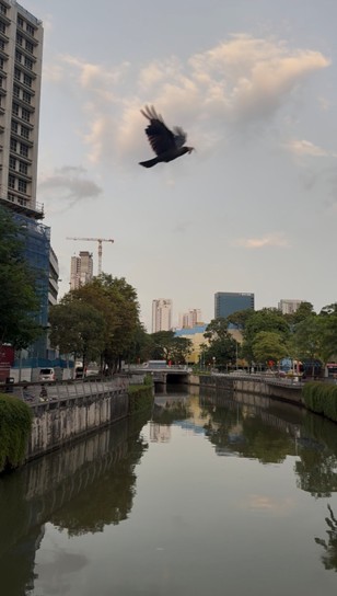 Blackbird flying over cityscape